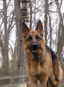 German Shepherd