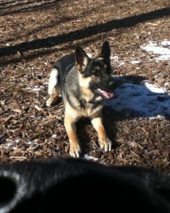 German Shepherd, Sergeant