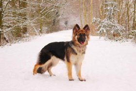 German Shepherd Puppy