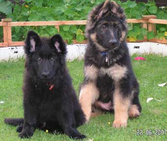 large german shepherd puppies