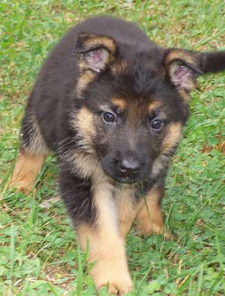 german shepherd puppy 1 month