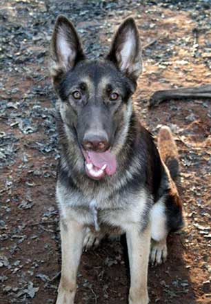 liver  colored german shepherds