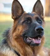 German Shepherd Dog | German Shepherd Puppy | GSD | Alsatian