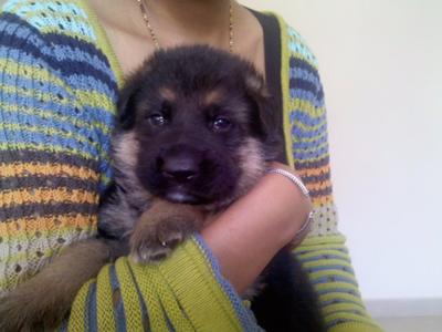 german shepherd puppy 1 month