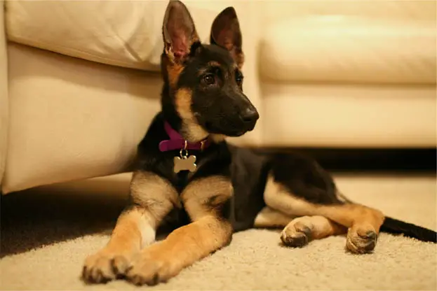how much are german shepherd puppies for sale