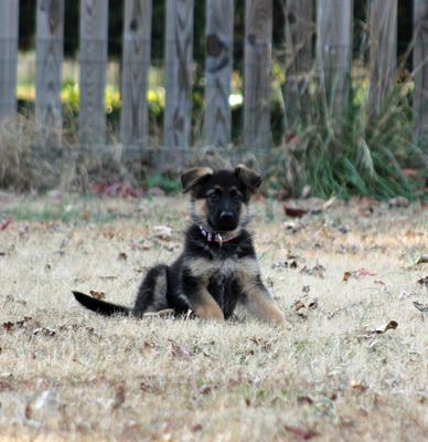 Enjoying New Back Yard - 9 Weeks Old