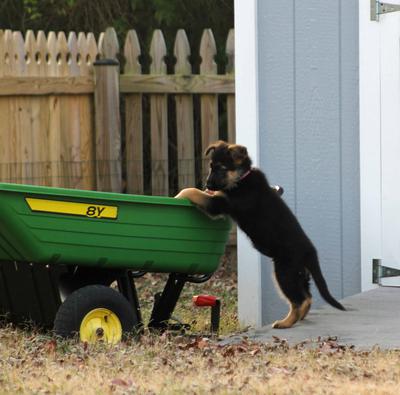 Exploring the Wagon - 9 Weeks Old