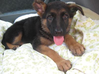 6 weeks old...She grew into those paws