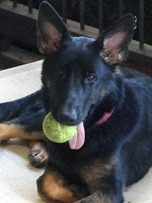 What a handsome German Shepherd puppy