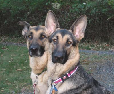 This is Vicious(in the back) and our friends shepherd Mia(in the front)