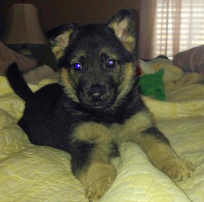 My German Shepherd Puppy, Dakota posing