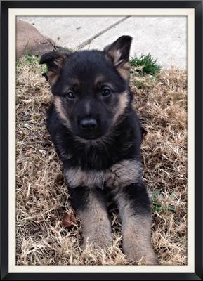 My German Shepherd Puppy, Dakota outside