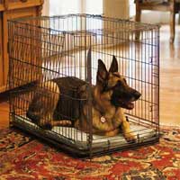 German Shepherd Dog in a Wire Crate