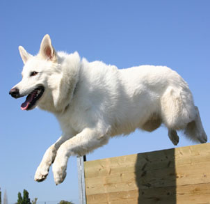 Solid White German Shepherd