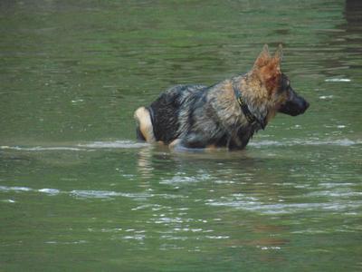 zues sitting on a log